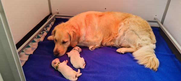 De La Seine Normande - Chiots disponibles - Golden Retriever