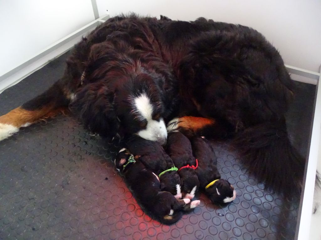 Chiot Bouvier Bernois De La Seine Normande